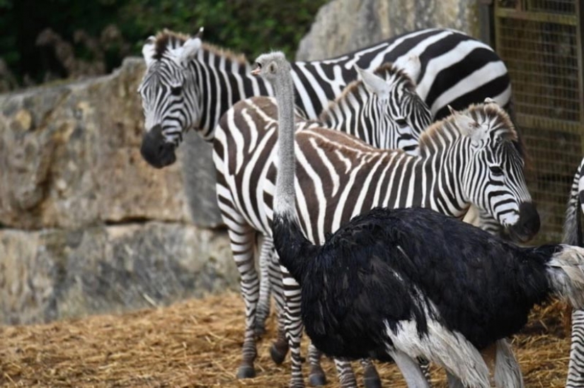 Por qué un avestruz de un safari park piensa que es una cebra