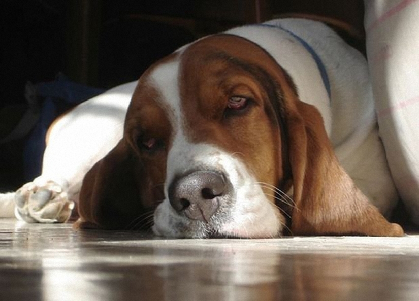 Porción matutina de la risa: bestias con resaca Porción matutina de la risa: bestias con resaca