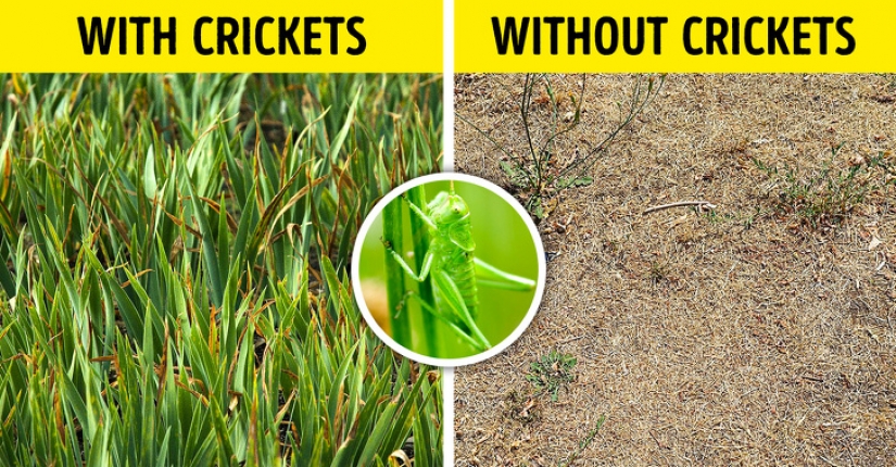 ¿Qué pasaría si todos los insectos de la tierra desaparecieran?