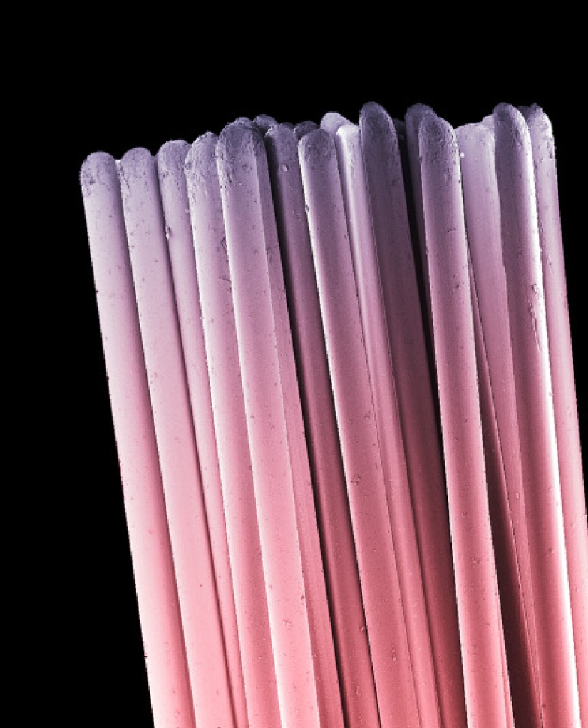 ¿Quién vive en nuestra boca?