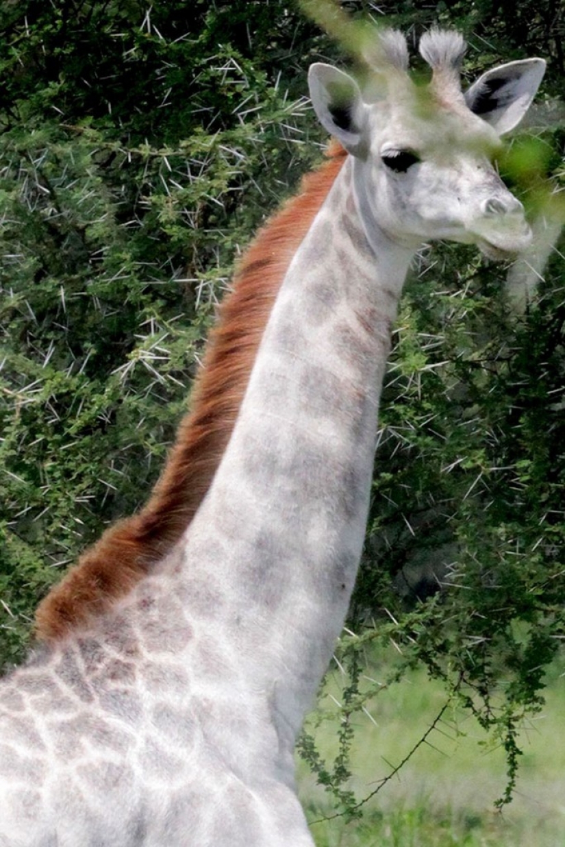 Rare white giraffe spotted in Tanzania