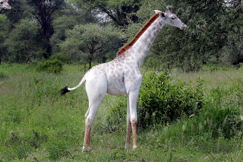 Rare white giraffe spotted in Tanzania