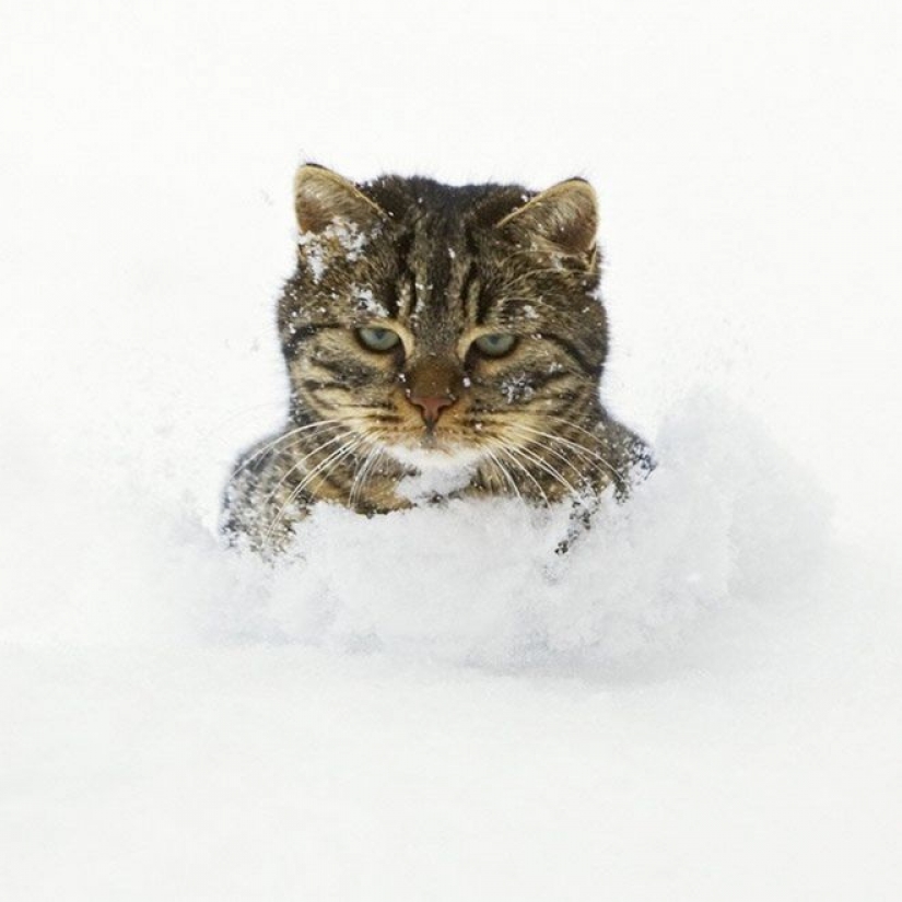 Reaction of the cats on the first snow: 25 photos that will cheer you up Reaction of the cats on the first snow: 25 photos that will cheer you up