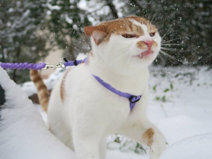 Reaction of the cats on the first snow: 25 photos that will cheer you up Reaction of the cats on the first snow: 25 photos that will cheer you up