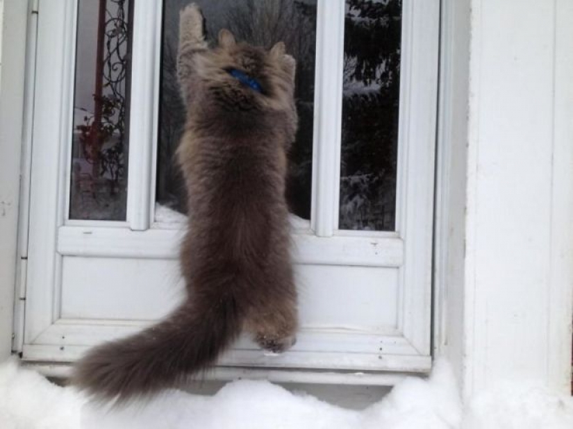 Reaction of the cats on the first snow: 25 photos that will cheer you up Reaction of the cats on the first snow: 25 photos that will cheer you up