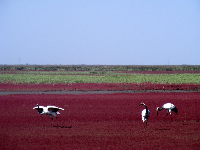 Red Beach in China