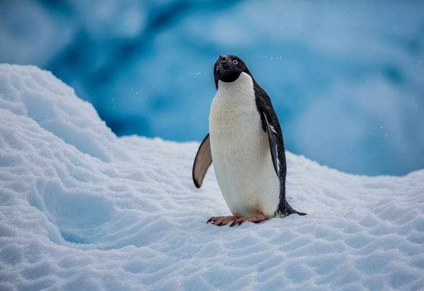 "Refrigerator" Of The Earth. Incredible facts about the mysterious and harsh Antarctica "Refrigerator" Of The Earth. Incredible facts about the mysterious and harsh Antarctica