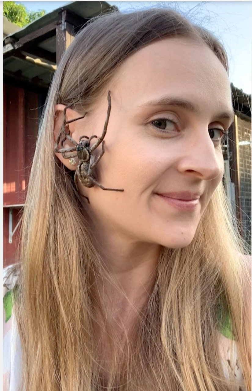 Relajarse no es para los débiles de corazón: Australia alivia el estrés, lo que permite a las arañas de rastreo en la cara Relajarse no es para los débiles de corazón: Australia alivia el estrés, lo que permite a las arañas de rastreo en la cara