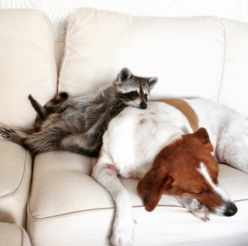 Rescued Raccoon Thinks he's a Dog Rescued Raccoon Thinks he's a Dog