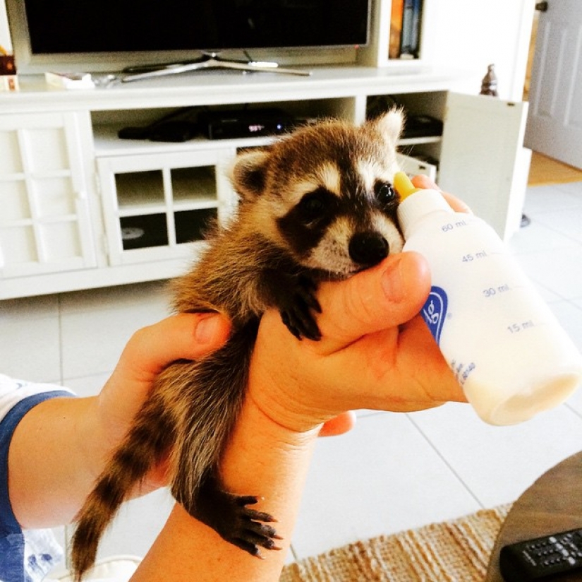 Rescued Raccoon Thinks he's a Dog Rescued Raccoon Thinks he's a Dog