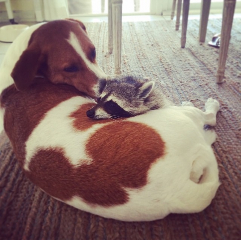 Rescued Raccoon Thinks he's a Dog Rescued Raccoon Thinks he's a Dog