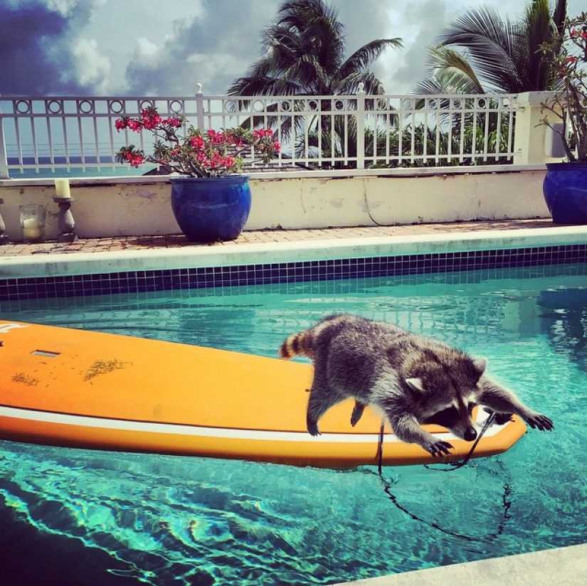 Rescued Raccoon Thinks he's a Dog Rescued Raccoon Thinks he's a Dog