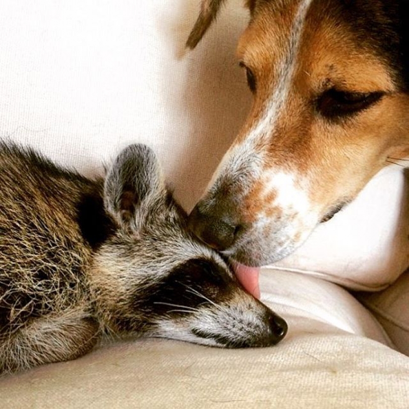 Rescued Raccoon Thinks he's a Dog Rescued Raccoon Thinks he's a Dog