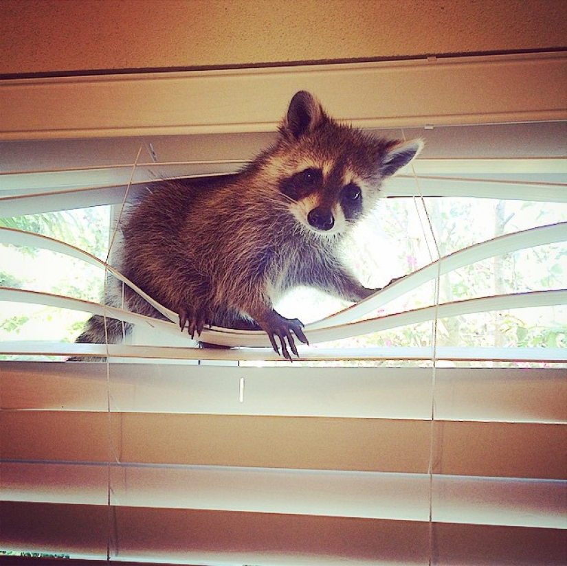 Rescued Raccoon Thinks he's a Dog Rescued Raccoon Thinks he's a Dog