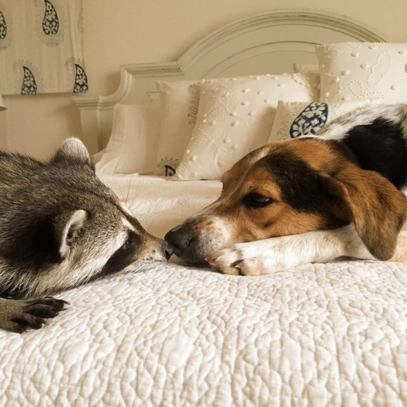 Rescued Raccoon Thinks he's a Dog Rescued Raccoon Thinks he's a Dog