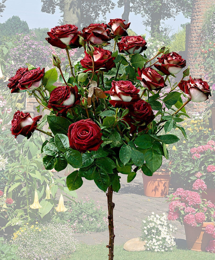 Rosa increíblemente hermosa de la variedad Osiria Rosa increíblemente hermosa de la variedad Osiria