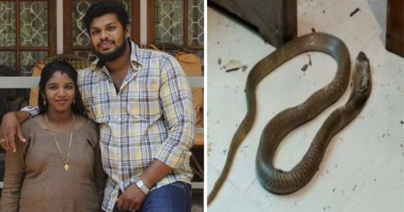 Segundo intento: Un hindú mató a su esposa con una serpiente venenosa Segundo intento: Un hindú mató a su esposa con una serpiente venenosa