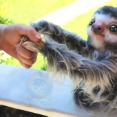 Self-taught creates realistic dolls Self-taught creates realistic dolls