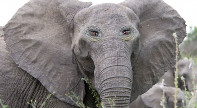 Si algunos animales tenía ojos en la frente, pero no en los lados Si algunos animales tenía ojos en la frente, pero no en los lados