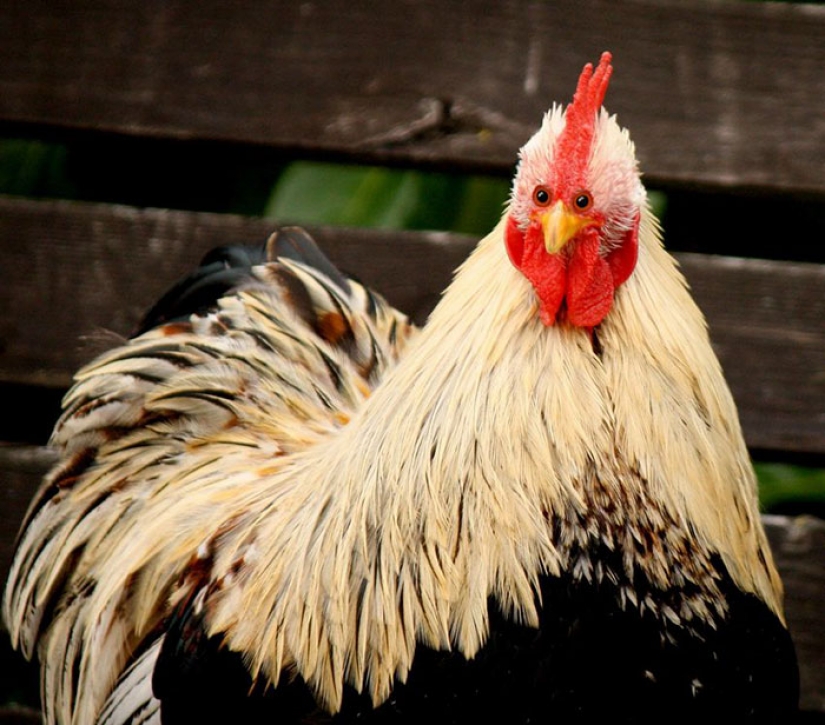 Si algunos animales tenía ojos en la frente, pero no en los lados Si algunos animales tenía ojos en la frente, pero no en los lados