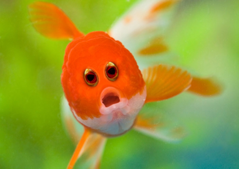 Si algunos animales tenía ojos en la frente, pero no en los lados Si algunos animales tenía ojos en la frente, pero no en los lados