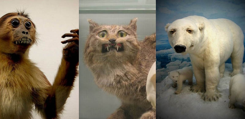 Silence of the Arctic foxes Silence of the Arctic foxes