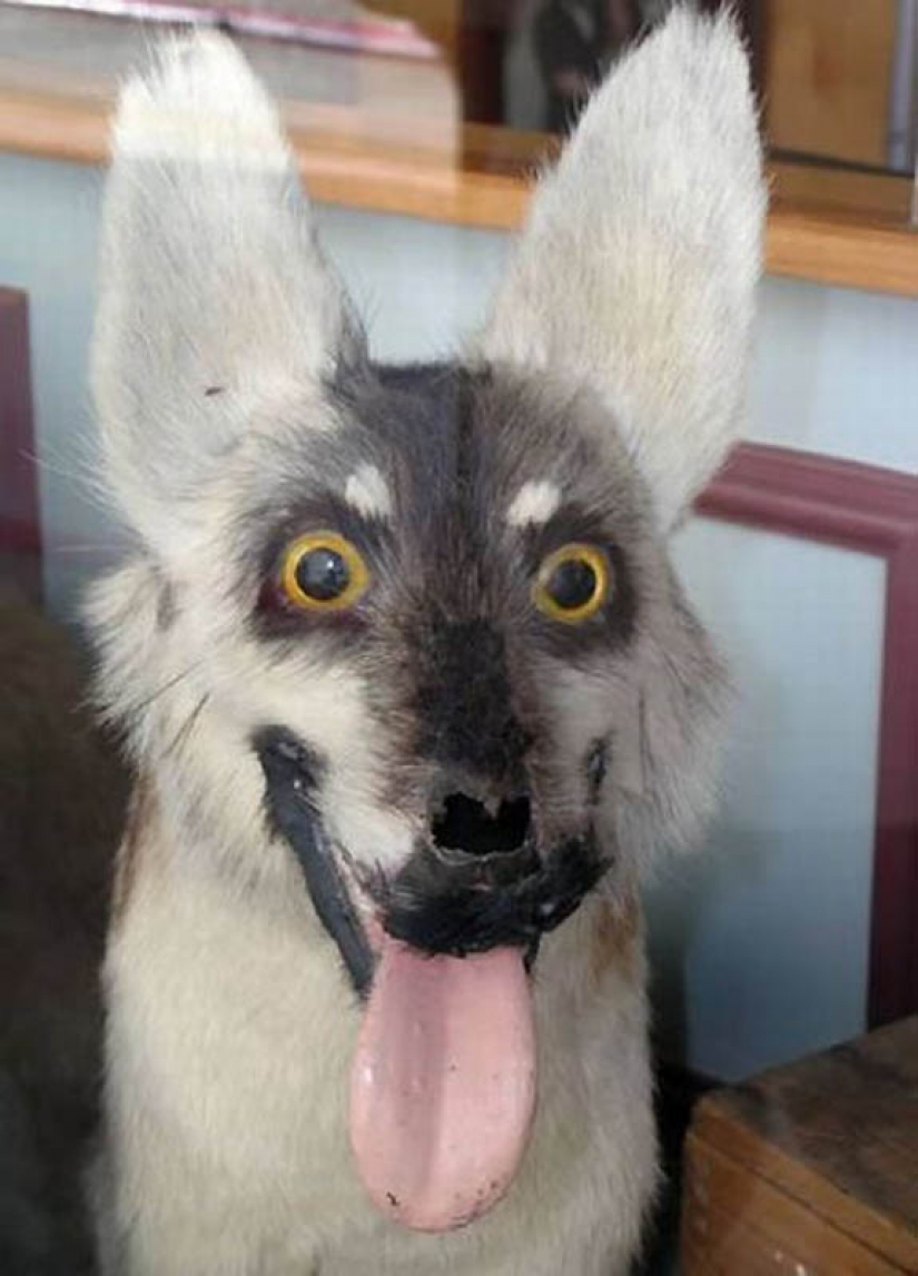 Silence of the Arctic foxes Silence of the Arctic foxes