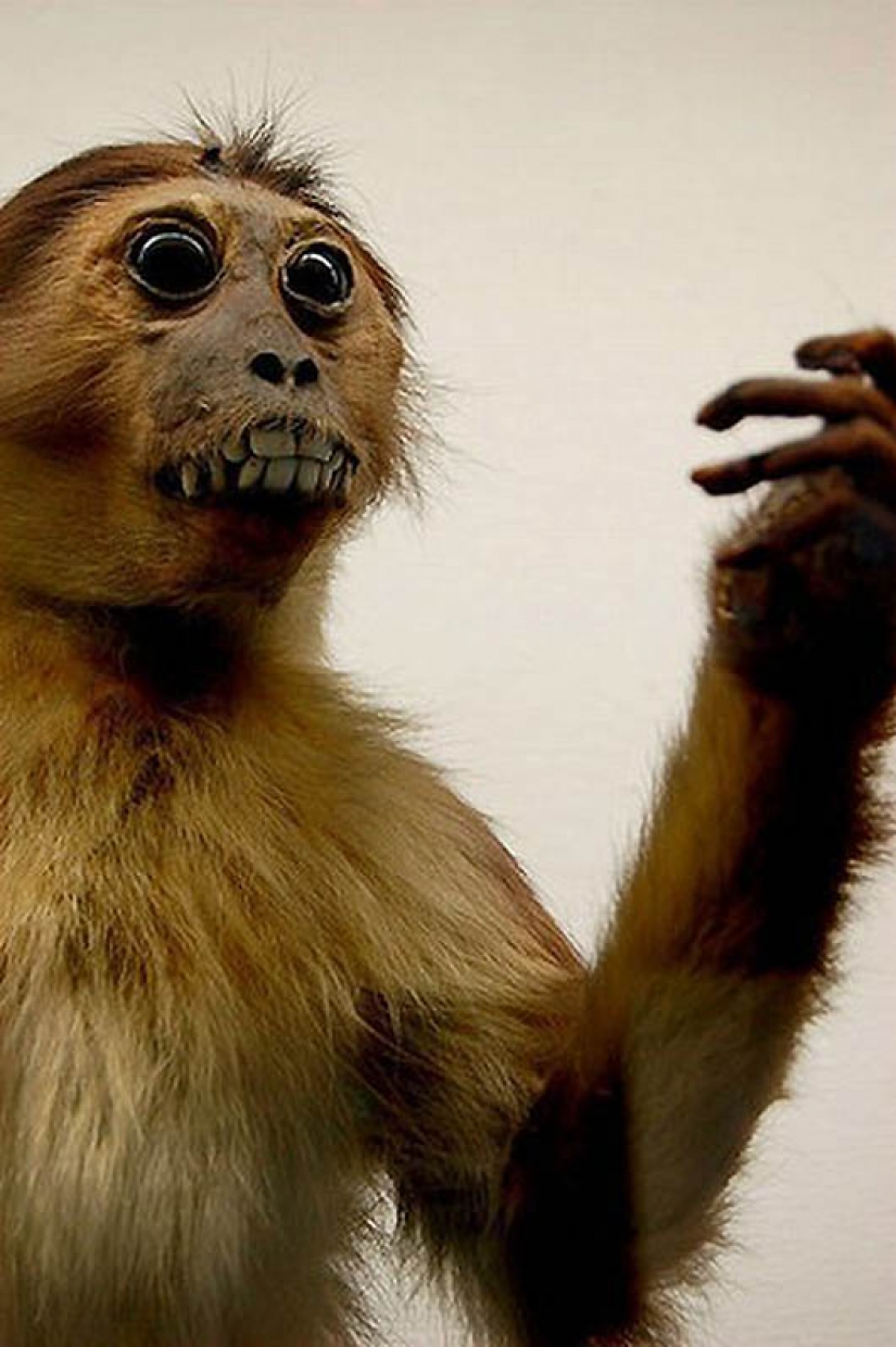 Silence of the Arctic foxes Silence of the Arctic foxes