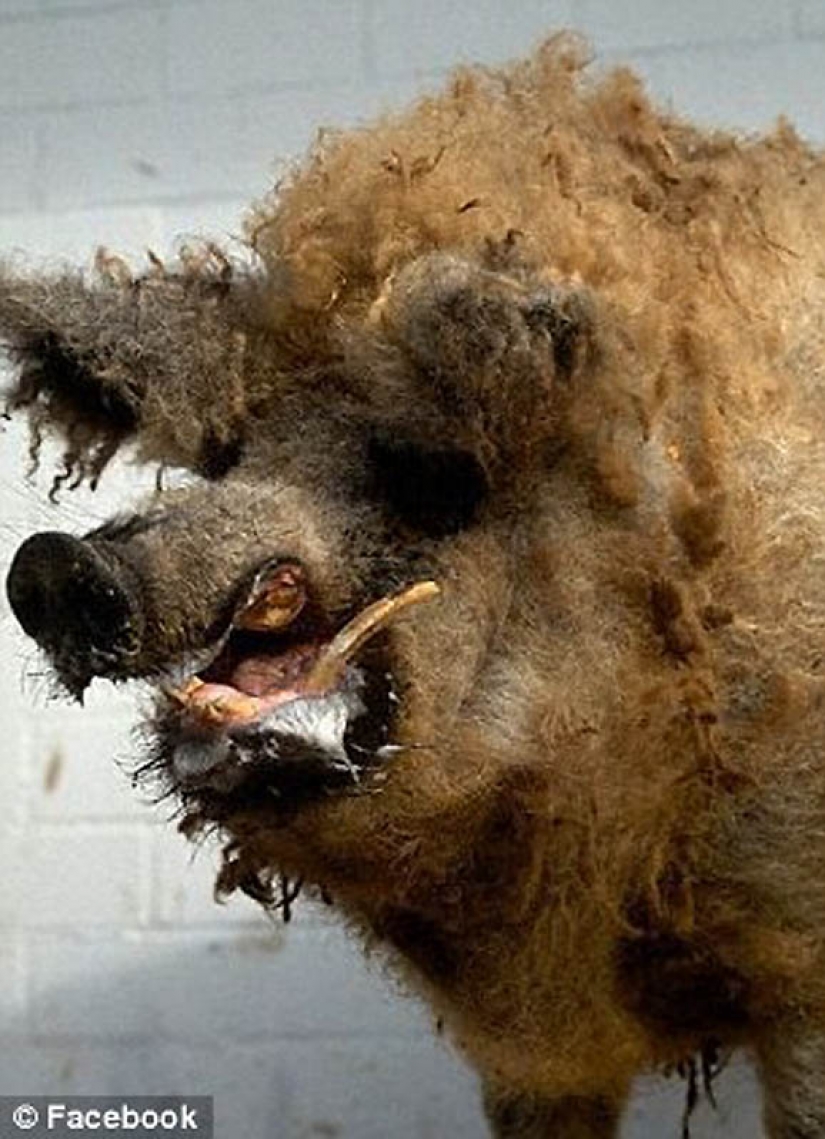 Silence of the Arctic foxes Silence of the Arctic foxes