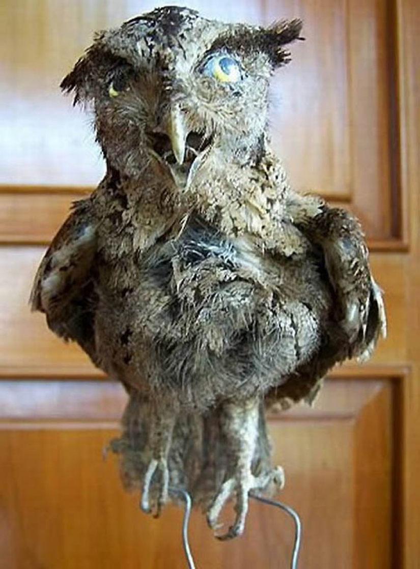 Silence of the Arctic foxes Silence of the Arctic foxes