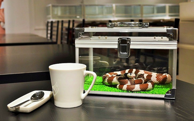 Snake cafe in Japan-is it creepy? Still what!