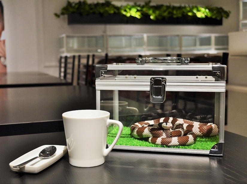 Snake cafe in Japan-is it creepy? Still what!