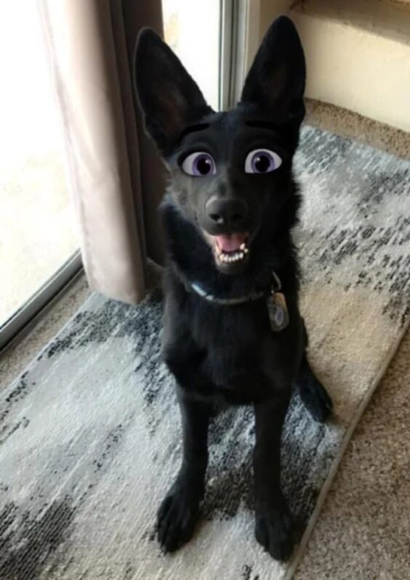 Snapchat ha Añadido un Nuevo Filtro De Cara De Dibujos Animados Que Hace Que Los Perros Se Vean Como Personajes De Disney Snapchat ha Añadido un Nuevo Filtro De Cara De Dibujos Animados Que Hace Que Los Perros Se Vean Como Personajes De Disney