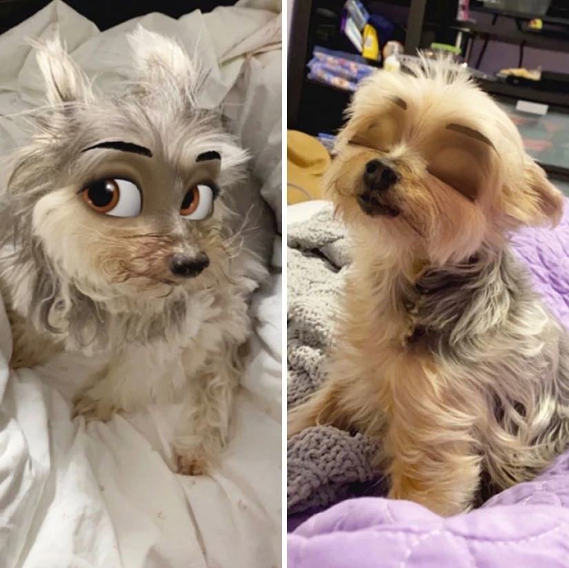 Snapchat ha Añadido un Nuevo Filtro De Cara De Dibujos Animados Que Hace Que Los Perros Se Vean Como Personajes De Disney Snapchat ha Añadido un Nuevo Filtro De Cara De Dibujos Animados Que Hace Que Los Perros Se Vean Como Personajes De Disney