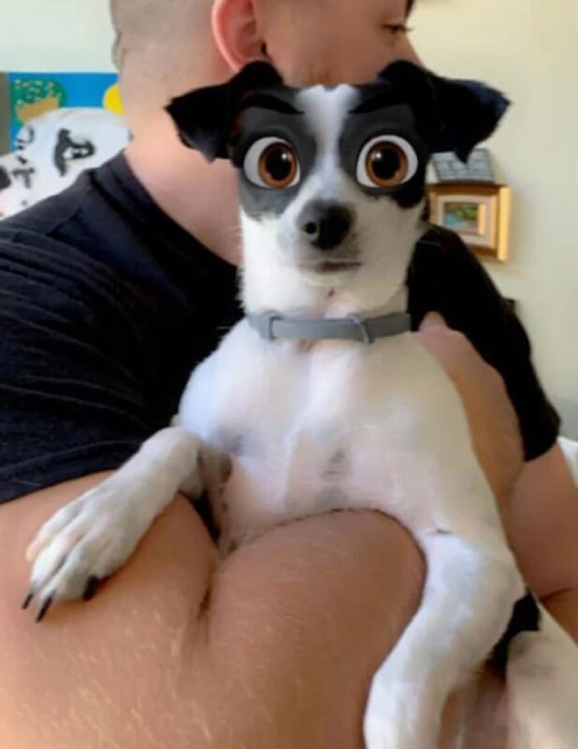 Snapchat ha Añadido un Nuevo Filtro De Cara De Dibujos Animados Que Hace Que Los Perros Se Vean Como Personajes De Disney Snapchat ha Añadido un Nuevo Filtro De Cara De Dibujos Animados Que Hace Que Los Perros Se Vean Como Personajes De Disney