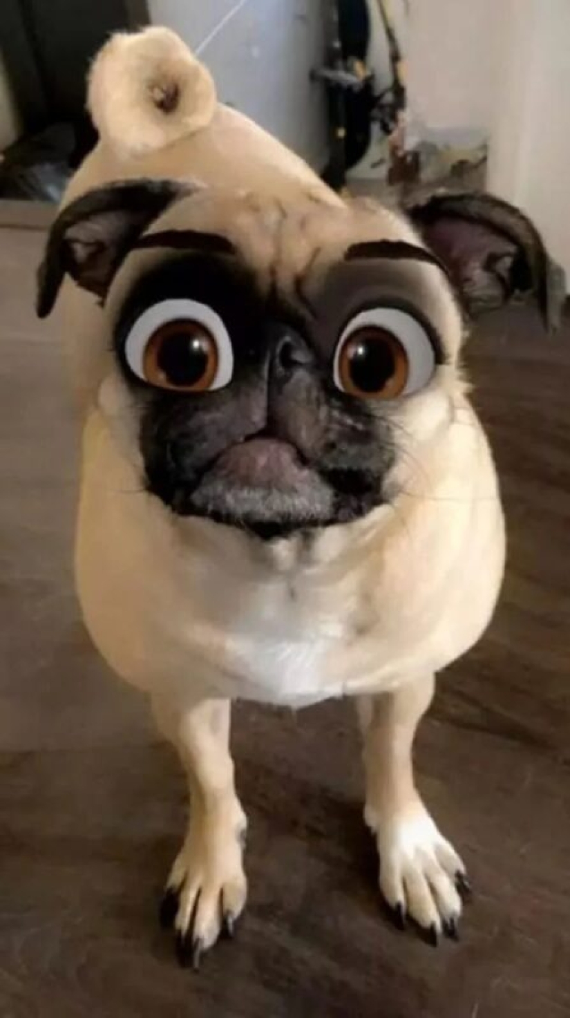Snapchat has Added a New Cartoon Face Filter That Makes Dogs Look Like Disney Characters Snapchat has Added a New Cartoon Face Filter That Makes Dogs Look Like Disney Characters