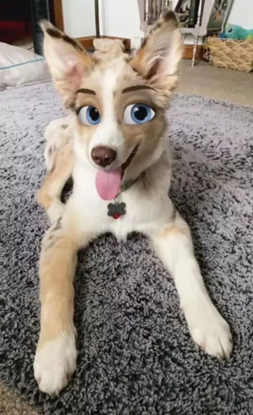Snapchat has Added a New Cartoon Face Filter That Makes Dogs Look Like Disney Characters Snapchat has Added a New Cartoon Face Filter That Makes Dogs Look Like Disney Characters