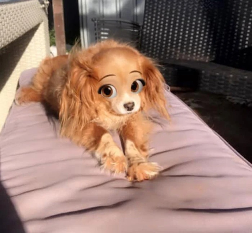 Snapchat has Added a New Cartoon Face Filter That Makes Dogs Look Like Disney Characters Snapchat has Added a New Cartoon Face Filter That Makes Dogs Look Like Disney Characters