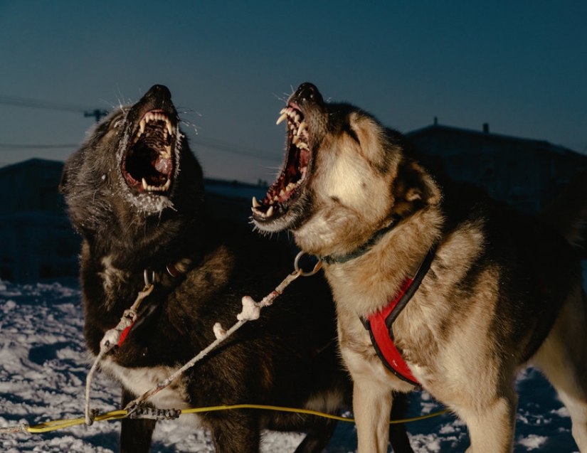 Snow-covered landscapes and the polar night: how life works in the northernmost city of Alaska