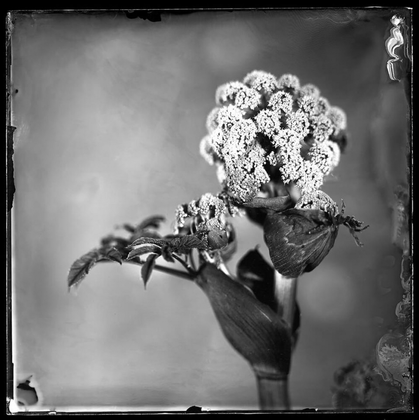 Sony World Photography Awards: los finalistas 2021
