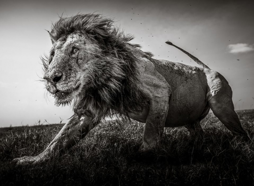 Sony World Photography Awards: los finalistas 2021