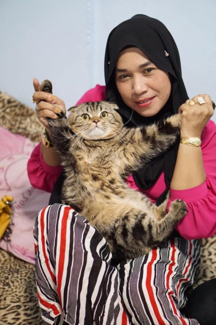 Sorprendentemente encantador gato "robó" de la esposa de su marido y ella lo mostró en la foto