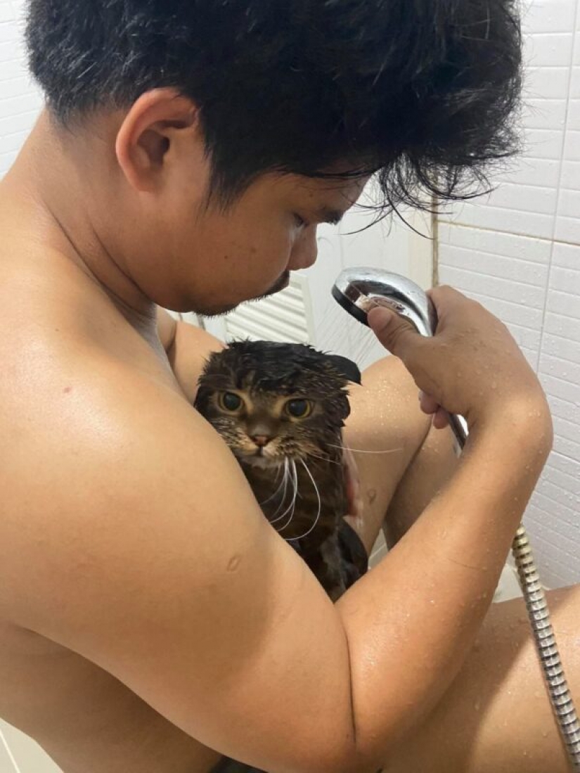 Sorprendentemente encantador gato "robó" de la esposa de su marido y ella lo mostró en la foto