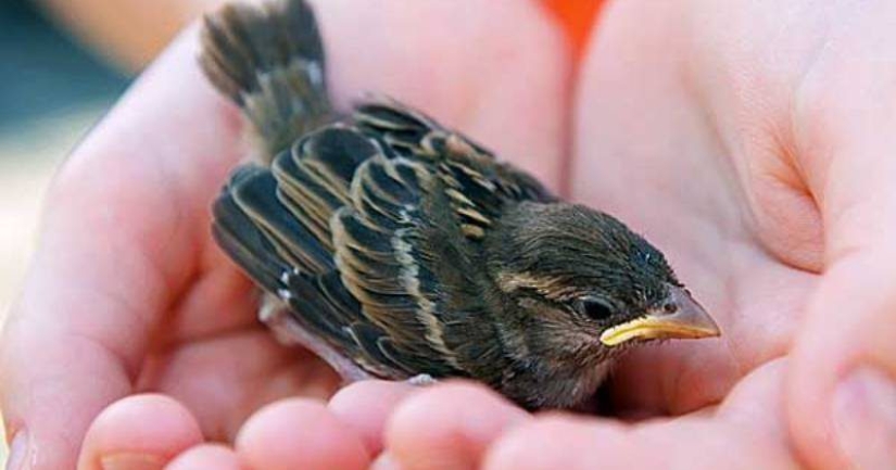 Sparrow in Moscow is a rare bird. Why is this happening? Sparrow in Moscow is a rare bird. Why is this happening?
