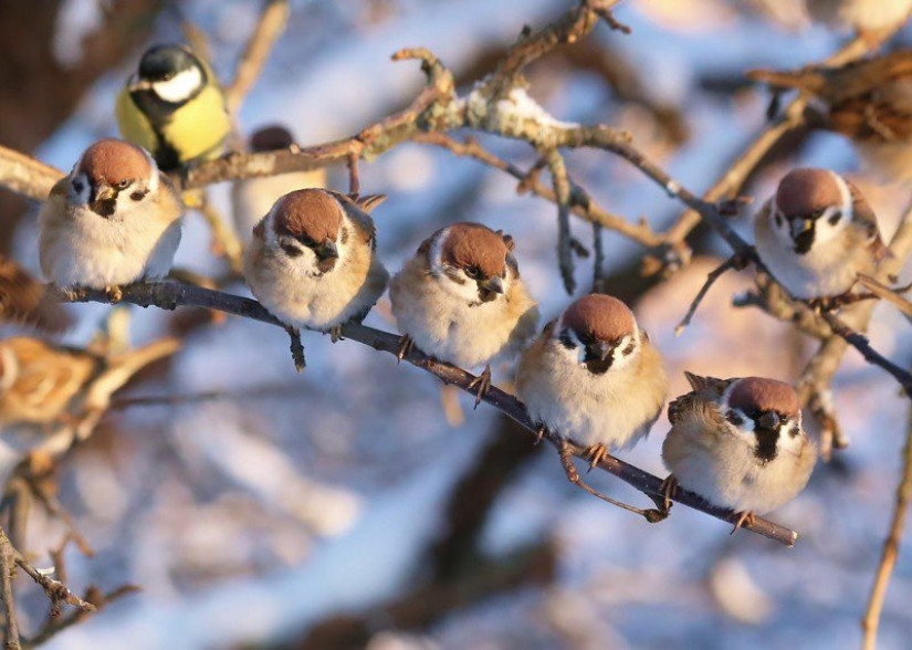 Sparrow in Moscow is a rare bird. Why is this happening? Sparrow in Moscow is a rare bird. Why is this happening?