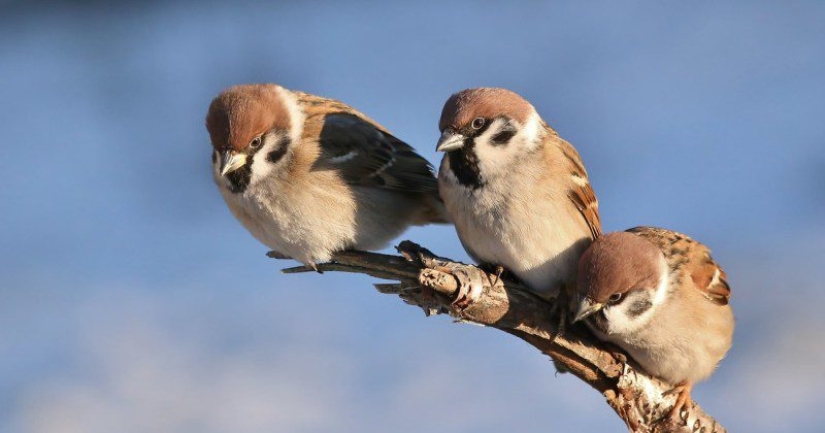 Sparrow in Moscow is a rare bird. Why is this happening? Sparrow in Moscow is a rare bird. Why is this happening?
