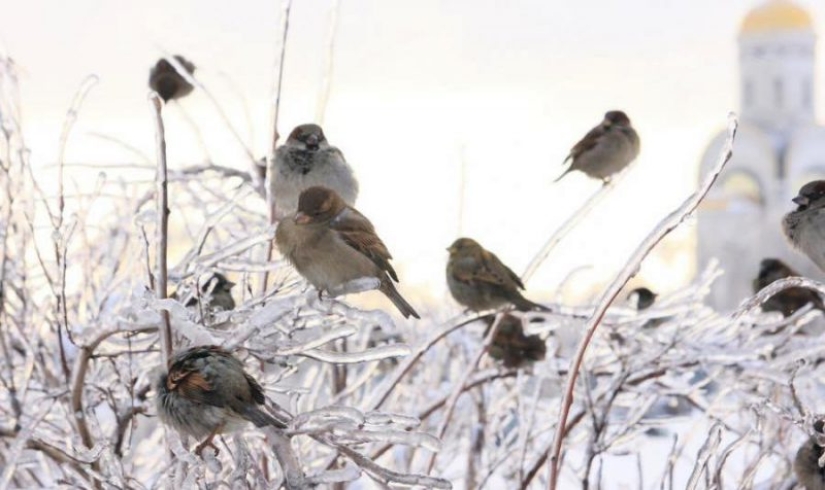 Sparrow in Moscow is a rare bird. Why is this happening? Sparrow in Moscow is a rare bird. Why is this happening?