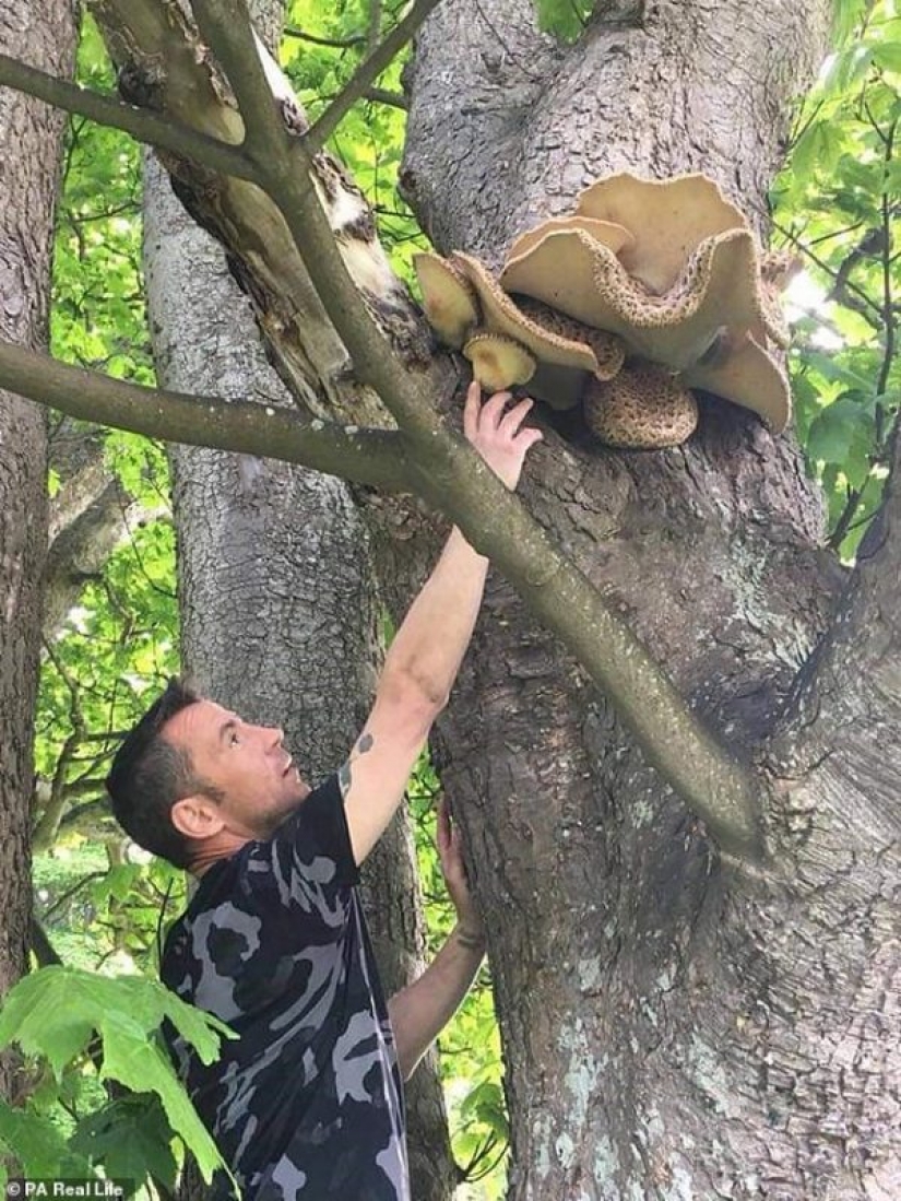 Squirrel steak and seaweed spaghetti: gatherers from Scotland eat everything they find near their home