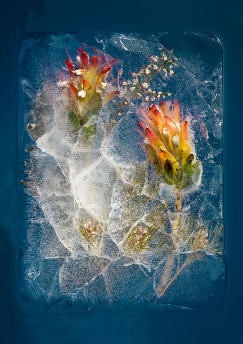Still lifes of frozen flowers Still lifes of frozen flowers