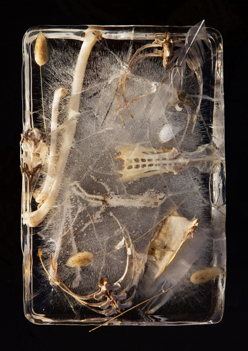 Still lifes of frozen flowers Still lifes of frozen flowers